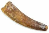 Fossil Spinosaurus Tooth - Feeding Worn Tip #374014-1